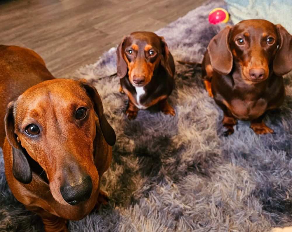 Dachsund Dog Training Club in Solihull